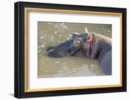 Kenya, Maasai Mara, Mara Triangle, Hippopotamus in Mara River-Alison Jones-Framed Photographic Print