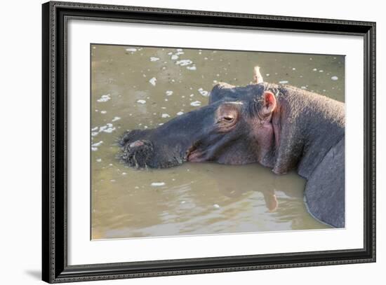 Kenya, Maasai Mara, Mara Triangle, Hippopotamus in Mara River-Alison Jones-Framed Photographic Print