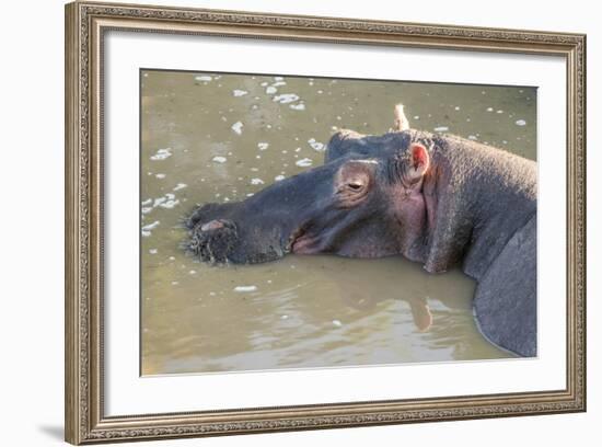 Kenya, Maasai Mara, Mara Triangle, Hippopotamus in Mara River-Alison Jones-Framed Photographic Print