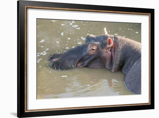 Kenya, Maasai Mara, Mara Triangle, Hippopotamus in Mara River-Alison Jones-Framed Photographic Print