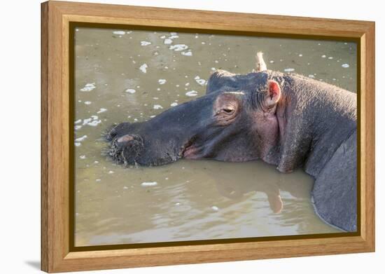 Kenya, Maasai Mara, Mara Triangle, Hippopotamus in Mara River-Alison Jones-Framed Premier Image Canvas