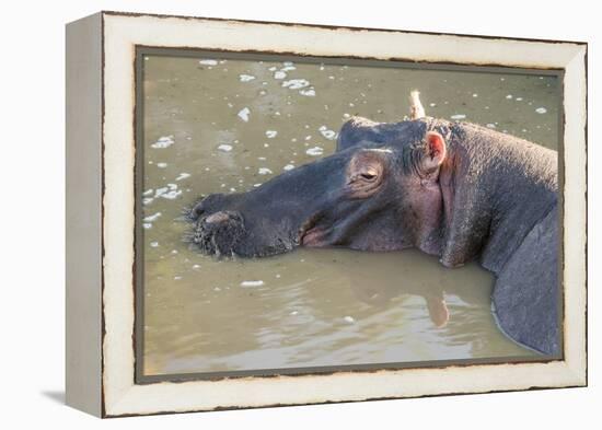 Kenya, Maasai Mara, Mara Triangle, Hippopotamus in Mara River-Alison Jones-Framed Premier Image Canvas