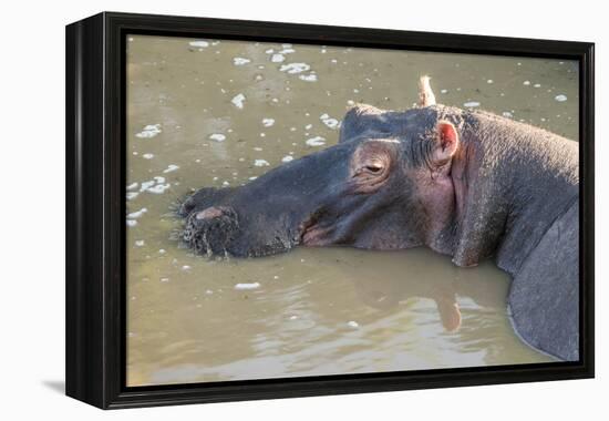 Kenya, Maasai Mara, Mara Triangle, Hippopotamus in Mara River-Alison Jones-Framed Premier Image Canvas