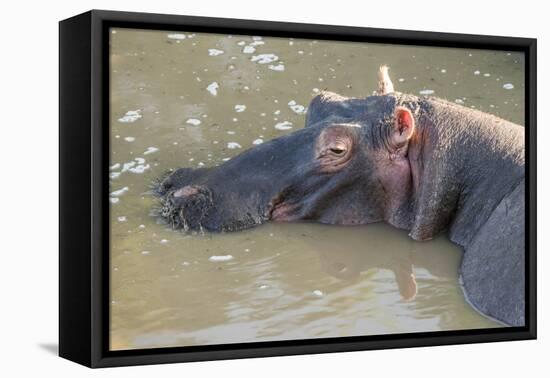 Kenya, Maasai Mara, Mara Triangle, Hippopotamus in Mara River-Alison Jones-Framed Premier Image Canvas