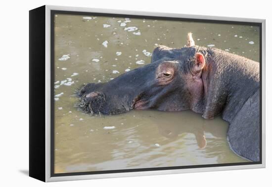 Kenya, Maasai Mara, Mara Triangle, Hippopotamus in Mara River-Alison Jones-Framed Premier Image Canvas