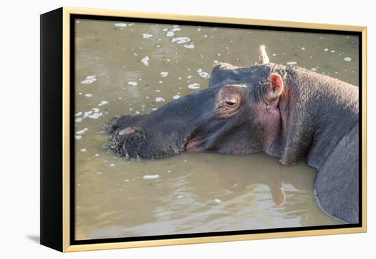 Kenya, Maasai Mara, Mara Triangle, Hippopotamus in Mara River-Alison Jones-Framed Premier Image Canvas