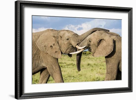 Kenya, Maasai Mara, Mara Triangle, Mara River Basin, African Elephant-Alison Jones-Framed Photographic Print