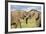 Kenya, Maasai Mara, Mara Triangle, Mara River Basin, African Elephant-Alison Jones-Framed Photographic Print