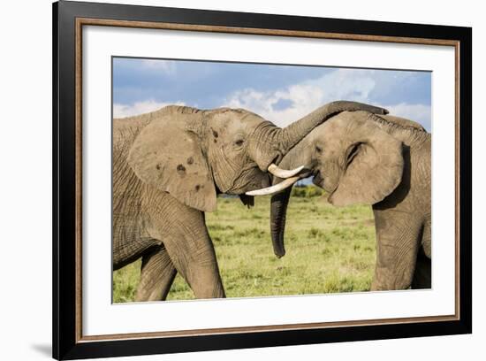 Kenya, Maasai Mara, Mara Triangle, Mara River Basin, African Elephant-Alison Jones-Framed Photographic Print