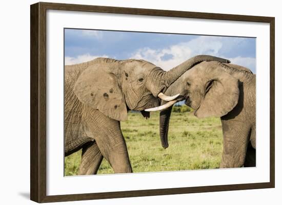 Kenya, Maasai Mara, Mara Triangle, Mara River Basin, African Elephant-Alison Jones-Framed Photographic Print