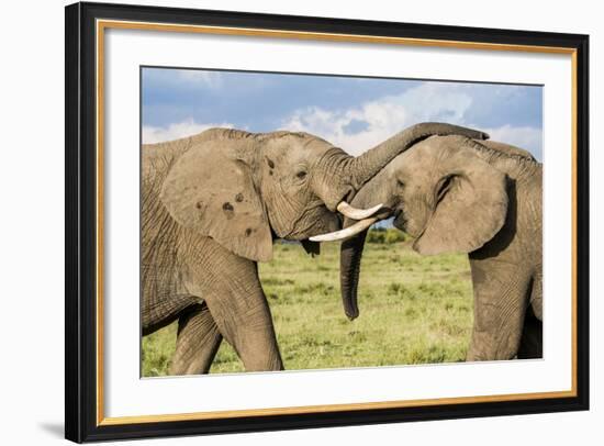 Kenya, Maasai Mara, Mara Triangle, Mara River Basin, African Elephant-Alison Jones-Framed Photographic Print