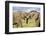 Kenya, Maasai Mara, Mara Triangle, Mara River Basin, African Elephant-Alison Jones-Framed Photographic Print