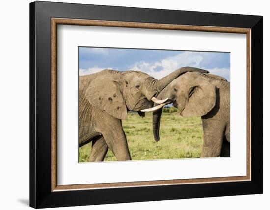 Kenya, Maasai Mara, Mara Triangle, Mara River Basin, African Elephant-Alison Jones-Framed Photographic Print