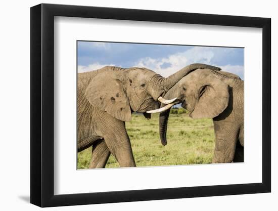 Kenya, Maasai Mara, Mara Triangle, Mara River Basin, African Elephant-Alison Jones-Framed Photographic Print