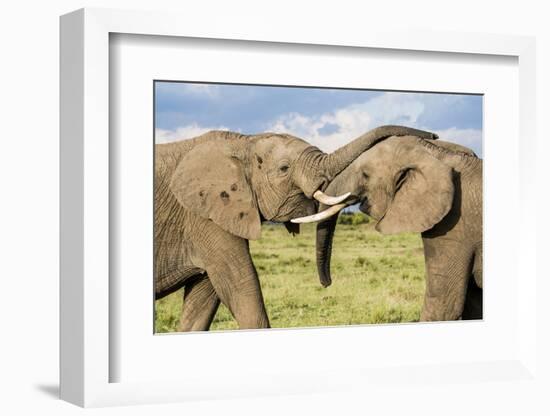 Kenya, Maasai Mara, Mara Triangle, Mara River Basin, African Elephant-Alison Jones-Framed Photographic Print