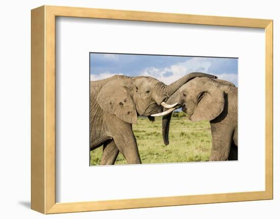 Kenya, Maasai Mara, Mara Triangle, Mara River Basin, African Elephant-Alison Jones-Framed Photographic Print