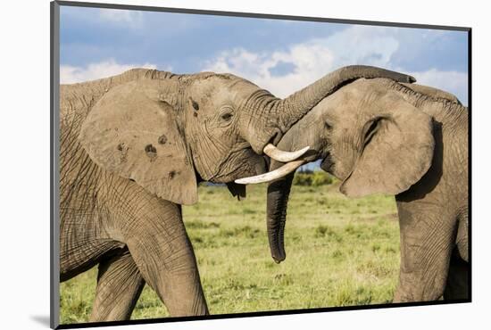 Kenya, Maasai Mara, Mara Triangle, Mara River Basin, African Elephant-Alison Jones-Mounted Photographic Print