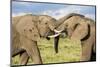 Kenya, Maasai Mara, Mara Triangle, Mara River Basin, African Elephant-Alison Jones-Mounted Photographic Print
