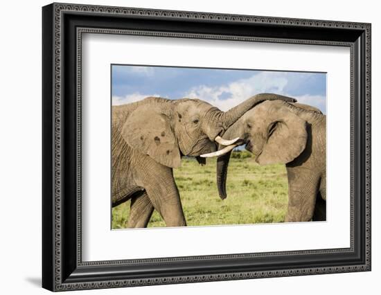 Kenya, Maasai Mara, Mara Triangle, Mara River Basin, African Elephant-Alison Jones-Framed Photographic Print
