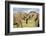 Kenya, Maasai Mara, Mara Triangle, Mara River Basin, African Elephant-Alison Jones-Framed Photographic Print