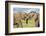 Kenya, Maasai Mara, Mara Triangle, Mara River Basin, African Elephant-Alison Jones-Framed Photographic Print