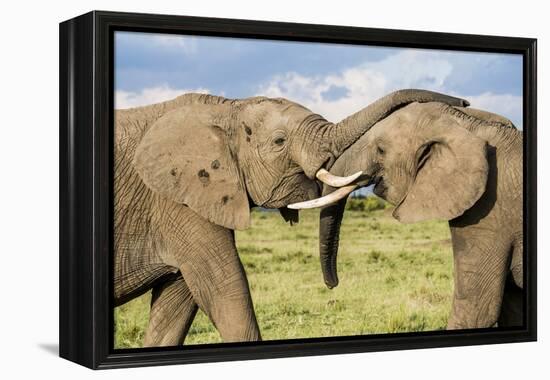 Kenya, Maasai Mara, Mara Triangle, Mara River Basin, African Elephant-Alison Jones-Framed Premier Image Canvas