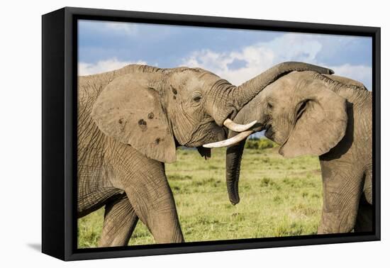 Kenya, Maasai Mara, Mara Triangle, Mara River Basin, African Elephant-Alison Jones-Framed Premier Image Canvas