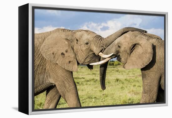 Kenya, Maasai Mara, Mara Triangle, Mara River Basin, African Elephant-Alison Jones-Framed Premier Image Canvas