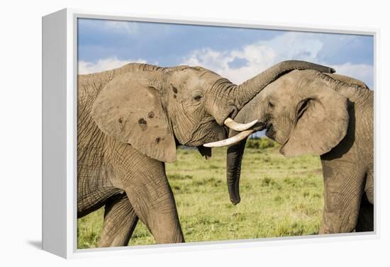 Kenya, Maasai Mara, Mara Triangle, Mara River Basin, African Elephant-Alison Jones-Framed Premier Image Canvas