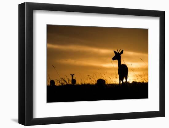 Kenya, Maasai Mara, Mara Triangle, Mara River Basin, Impalas at Sunset-Alison Jones-Framed Photographic Print