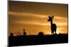 Kenya, Maasai Mara, Mara Triangle, Mara River Basin, Impalas at Sunset-Alison Jones-Mounted Photographic Print