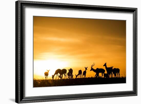 Kenya, Maasai Mara, Mara Triangle, Mara River Basin, Impalas at Sunset-Alison Jones-Framed Photographic Print