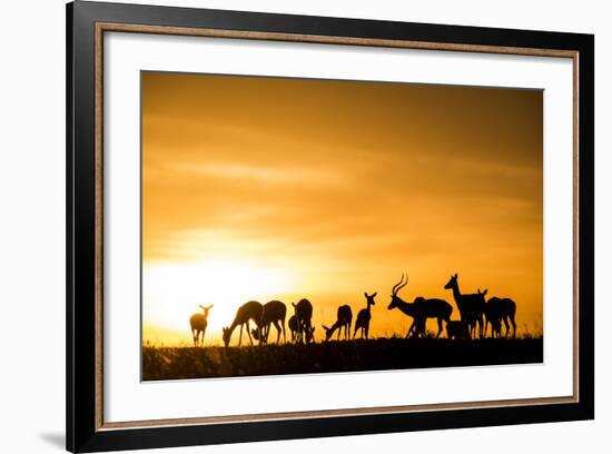 Kenya, Maasai Mara, Mara Triangle, Mara River Basin, Impalas at Sunset-Alison Jones-Framed Photographic Print