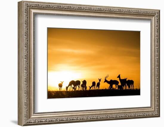 Kenya, Maasai Mara, Mara Triangle, Mara River Basin, Impalas at Sunset-Alison Jones-Framed Photographic Print