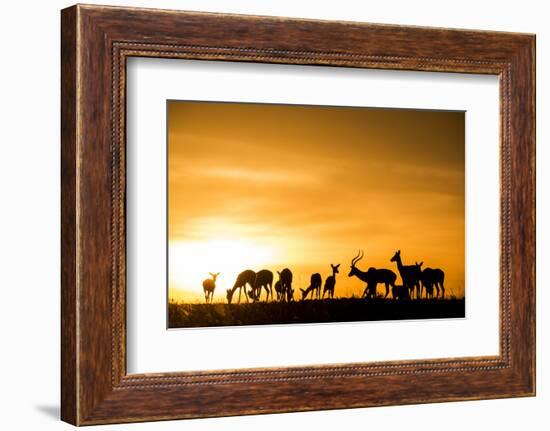 Kenya, Maasai Mara, Mara Triangle, Mara River Basin, Impalas at Sunset-Alison Jones-Framed Photographic Print