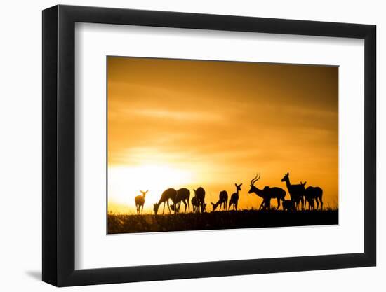 Kenya, Maasai Mara, Mara Triangle, Mara River Basin, Impalas at Sunset-Alison Jones-Framed Photographic Print