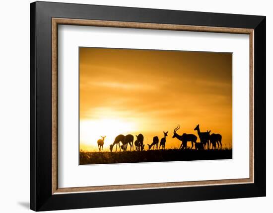 Kenya, Maasai Mara, Mara Triangle, Mara River Basin, Impalas at Sunset-Alison Jones-Framed Photographic Print
