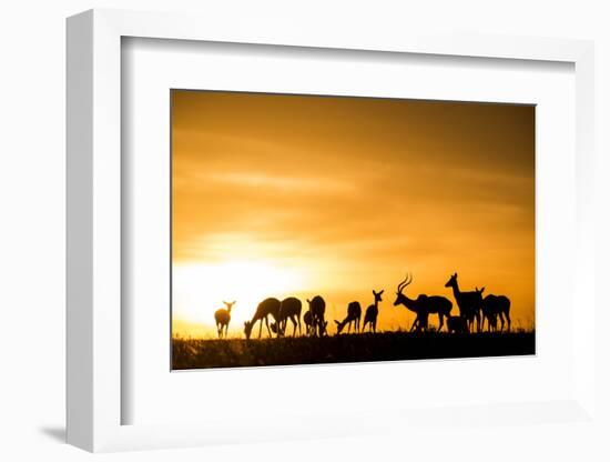 Kenya, Maasai Mara, Mara Triangle, Mara River Basin, Impalas at Sunset-Alison Jones-Framed Photographic Print