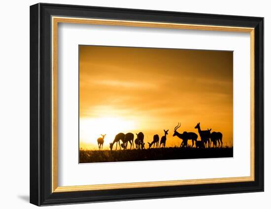 Kenya, Maasai Mara, Mara Triangle, Mara River Basin, Impalas at Sunset-Alison Jones-Framed Photographic Print