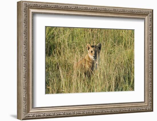 Kenya, Maasai Mara, Mara Triangle, Mara River Basin, Lion Cubs-Alison Jones-Framed Photographic Print