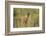 Kenya, Maasai Mara, Mara Triangle, Mara River Basin, Lion Cubs-Alison Jones-Framed Photographic Print