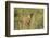 Kenya, Maasai Mara, Mara Triangle, Mara River Basin, Lion Cubs-Alison Jones-Framed Photographic Print