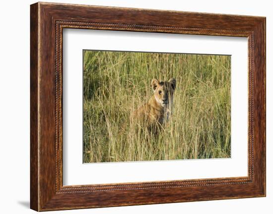 Kenya, Maasai Mara, Mara Triangle, Mara River Basin, Lion Cubs-Alison Jones-Framed Photographic Print