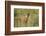 Kenya, Maasai Mara, Mara Triangle, Mara River Basin, Lion Cubs-Alison Jones-Framed Photographic Print