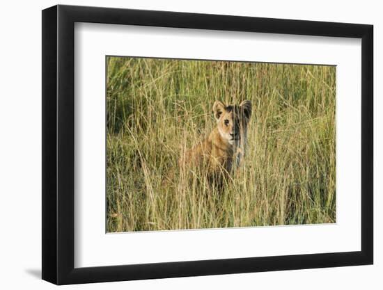 Kenya, Maasai Mara, Mara Triangle, Mara River Basin, Lion Cubs-Alison Jones-Framed Photographic Print