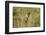 Kenya, Maasai Mara, Mara Triangle, Mara River Basin, Lion Cubs-Alison Jones-Framed Photographic Print