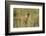 Kenya, Maasai Mara, Mara Triangle, Mara River Basin, Lion Cubs-Alison Jones-Framed Photographic Print