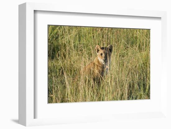 Kenya, Maasai Mara, Mara Triangle, Mara River Basin, Lion Cubs-Alison Jones-Framed Photographic Print