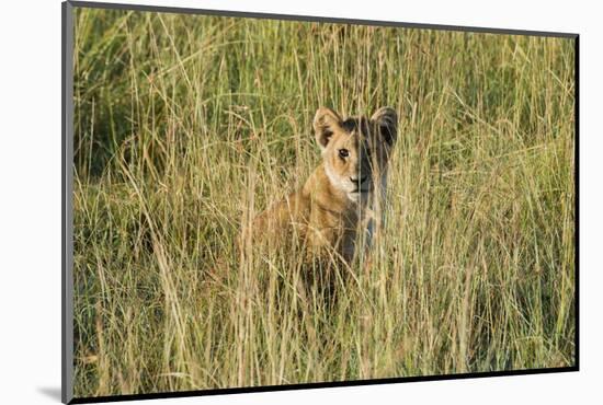 Kenya, Maasai Mara, Mara Triangle, Mara River Basin, Lion Cubs-Alison Jones-Mounted Photographic Print