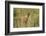 Kenya, Maasai Mara, Mara Triangle, Mara River Basin, Lion Cubs-Alison Jones-Framed Photographic Print